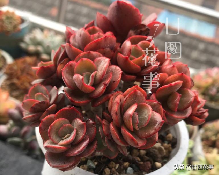 哪些多肉冬季怕冻,什么多肉抗冷耐寒好养