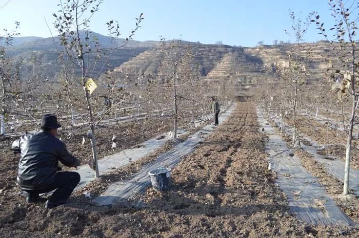 果树冬天用什么涂白剂,果树栽培中涂白剂的作用