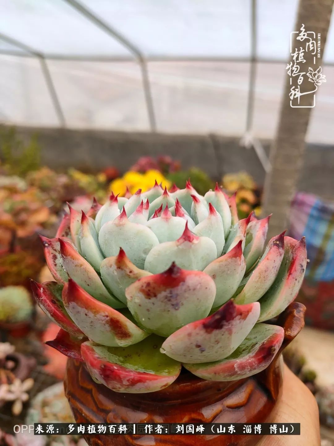 冬季室温20度以上多肉怎么养,贵的不一定就是好的便宜的