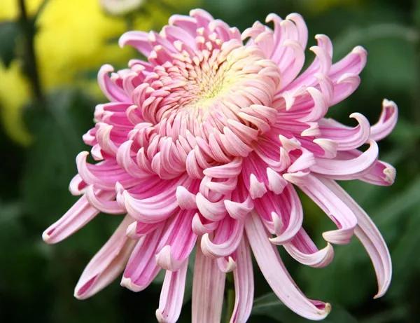 菊花种子栽培和繁殖方法,菊花可以用茎和种子繁殖吗