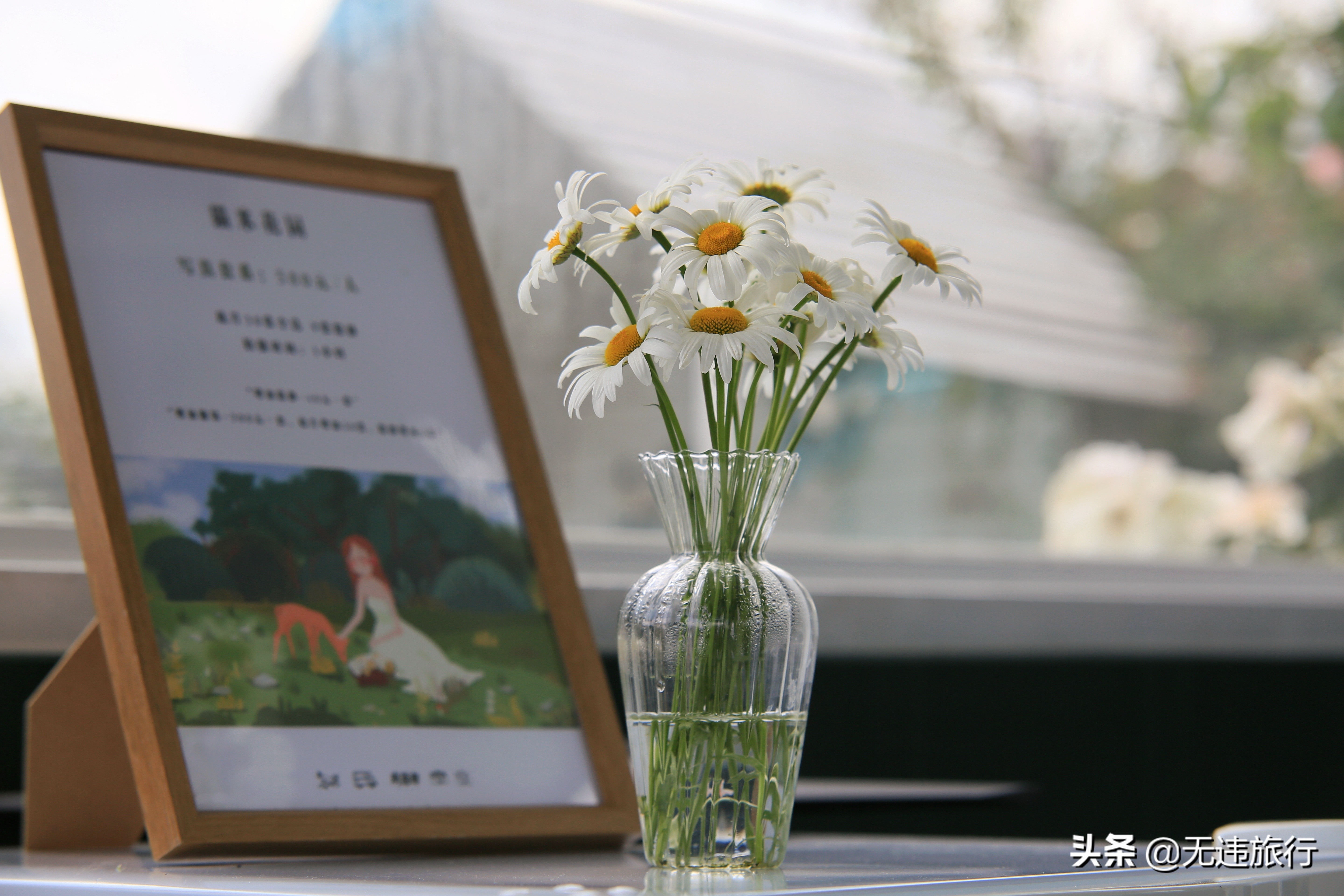 大理网红打卡地草场,大理网红打卡地猫米花园