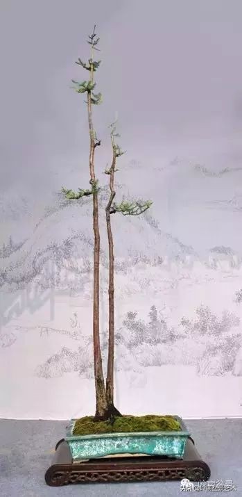 素仁格与文人树,你怎么看?