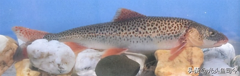 长江保护鱼类,有关长江鱼类资源保护