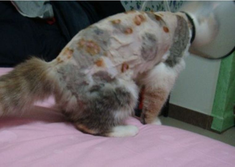 花少钱养好猫：经济方便的根治猫癣