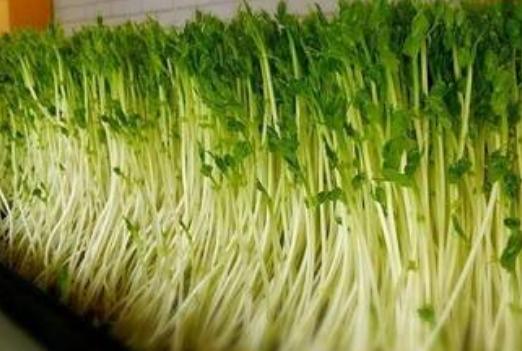 买豆芽怎么挑选,买回来的豆芽怎么快速去根