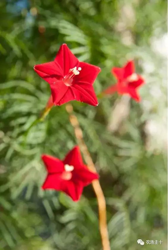 冬天院子里种什么,院子里种什么最好看