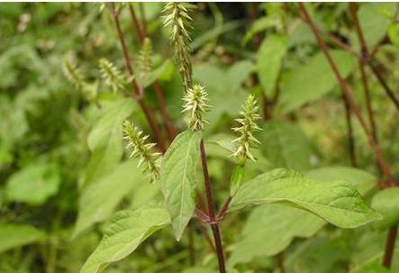 叶似薄荷,根像人参,俗称“小人参”,若山里见了,莫犹豫挖回家