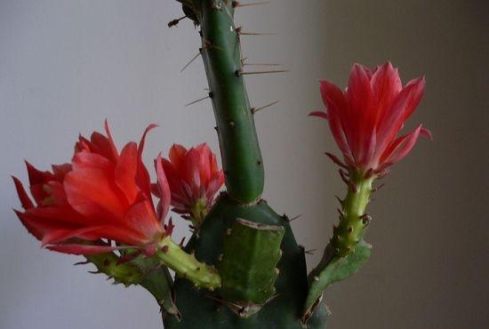 一棵仙人掌上长着三棵花,一棵多种开花仙人掌