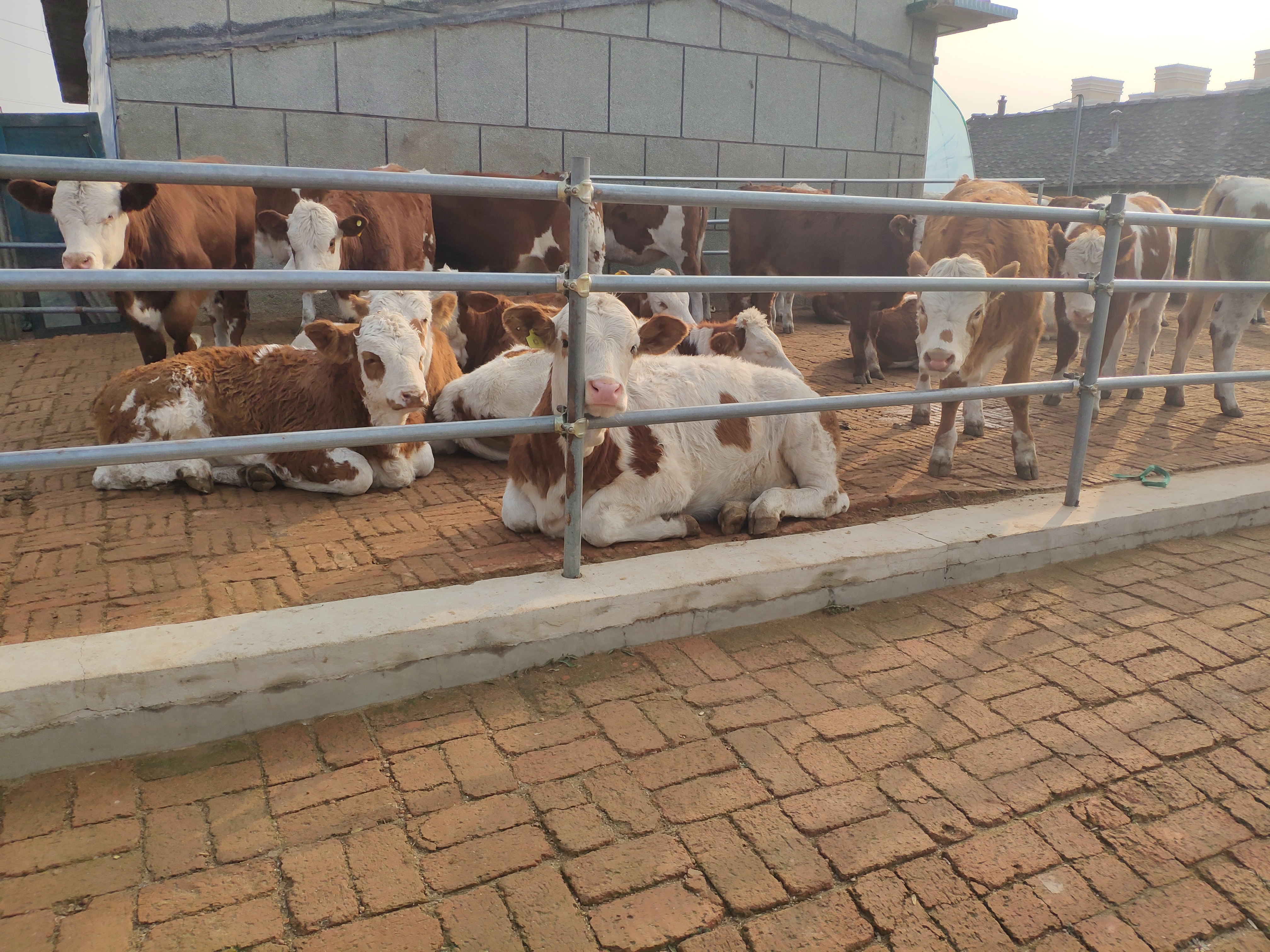 养牛当前存在的问题有哪些,养牛场的重点管理工作