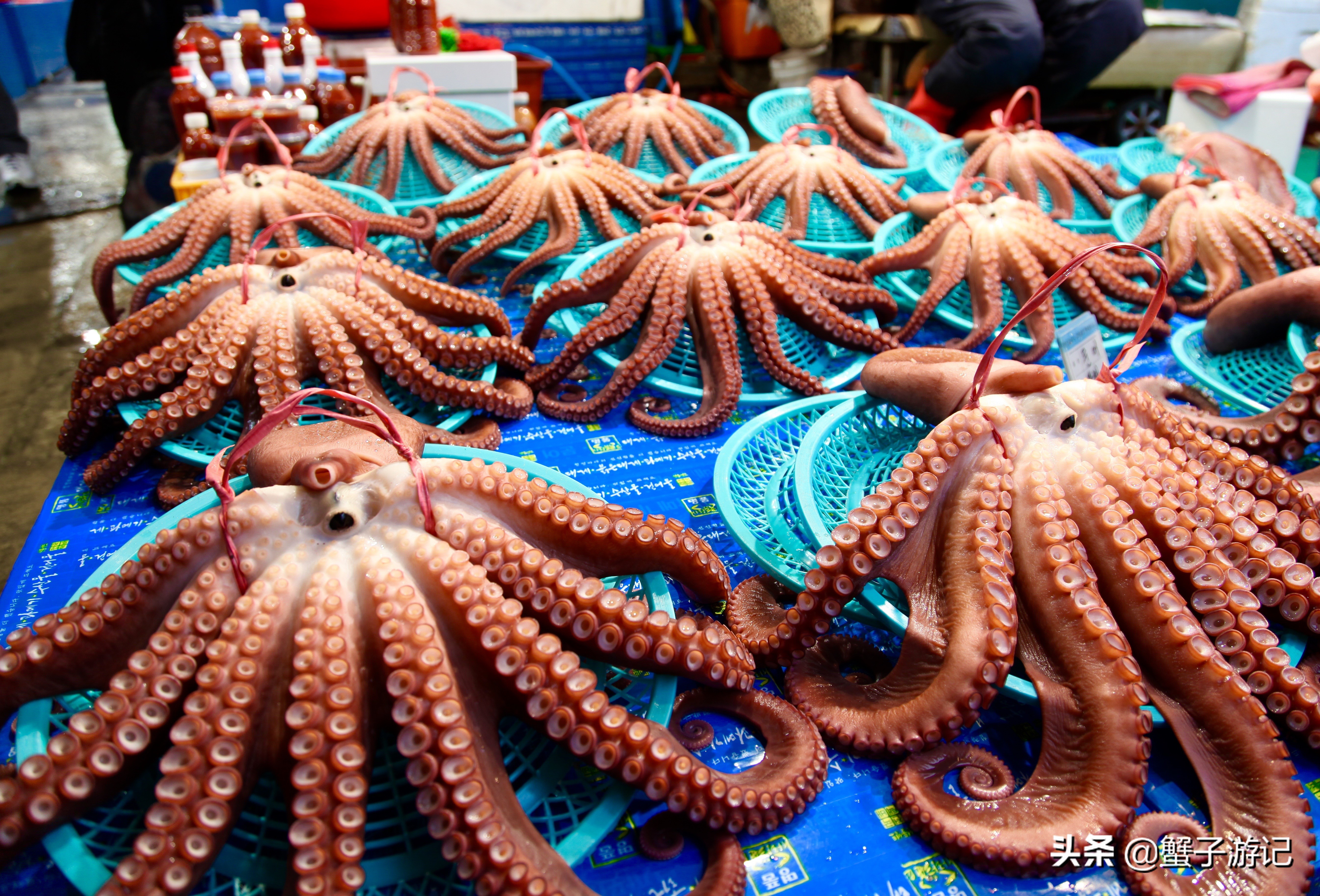 济州岛韩国之旅,去韩国旅游首尔和济州岛