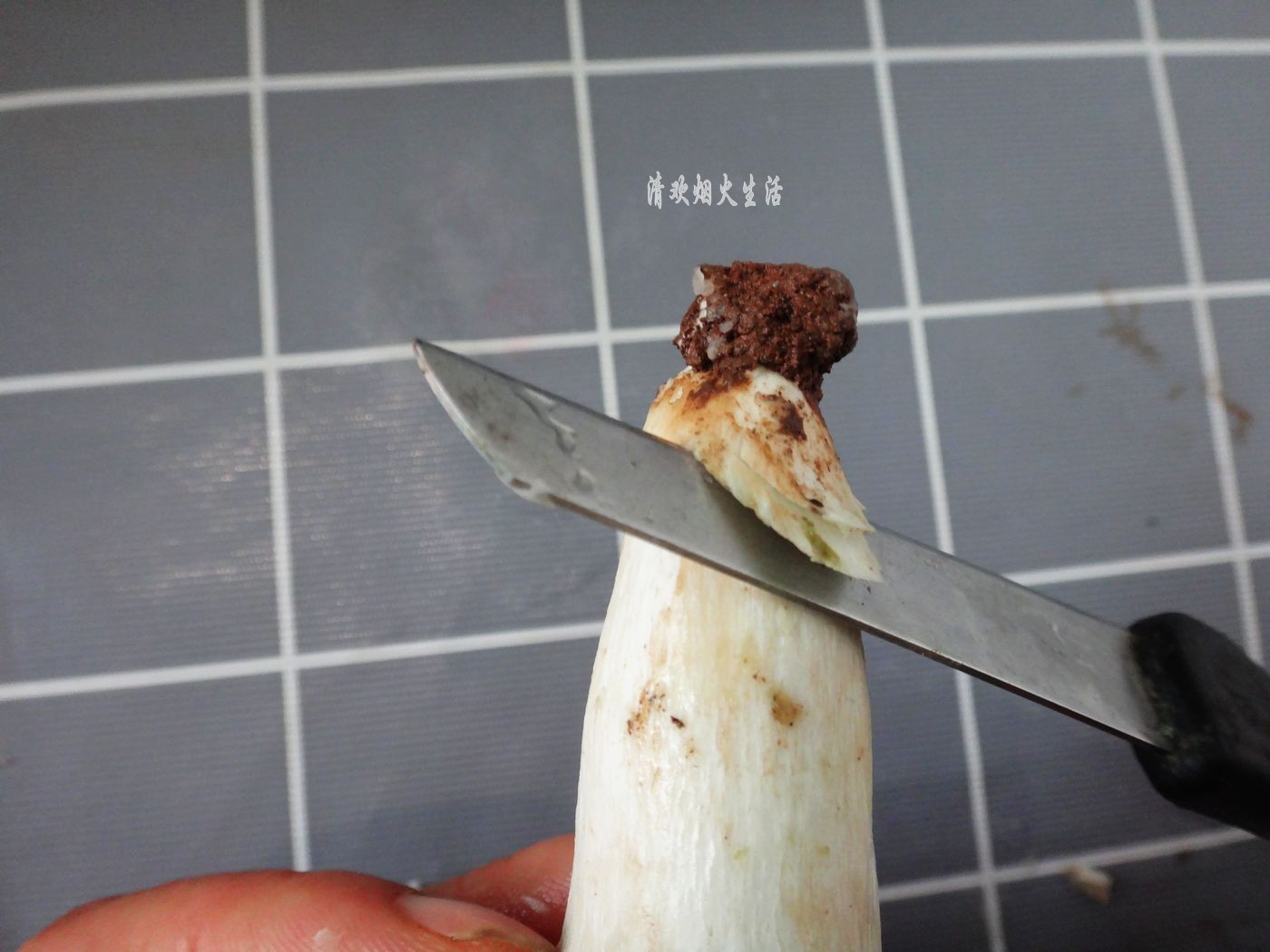 野生菌直接放水里清洗是错误的,教你两招,轻松吃干净美味的菌子