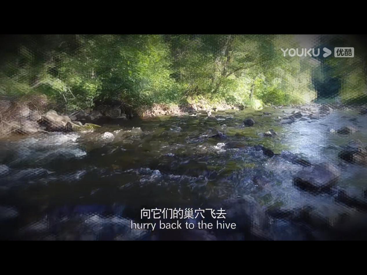 被蜜蜂蜇得乱跑,被蜜蜂蜇了怎么辨别有没有剧毒