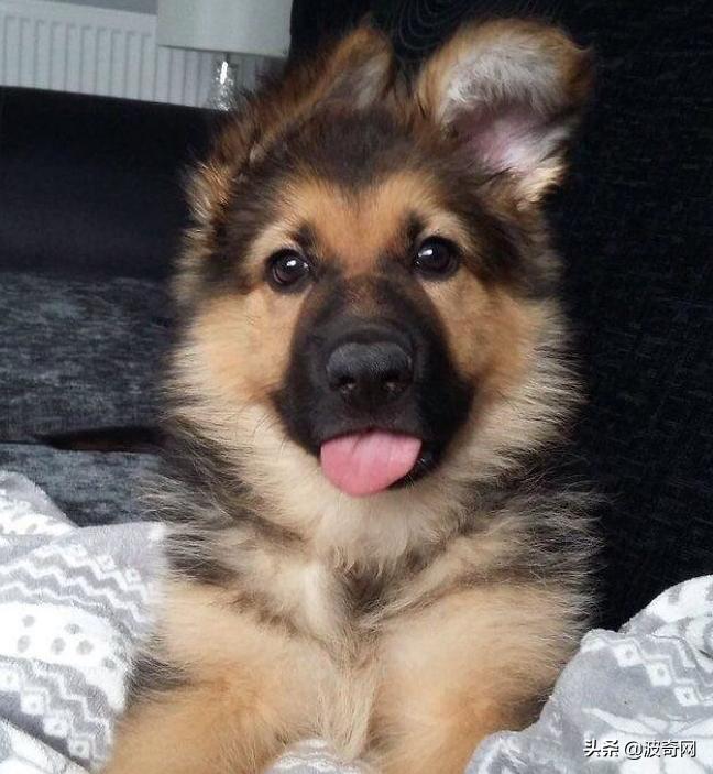 小时候的德牧有多萌,德牧小时候的神仙颜值