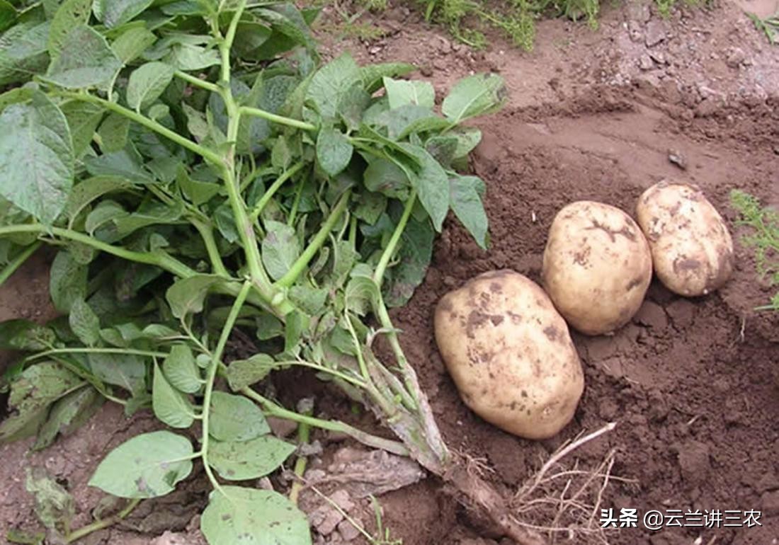 马铃薯栽培标准是什么样的,适宜南方种植的马铃薯品种有哪些