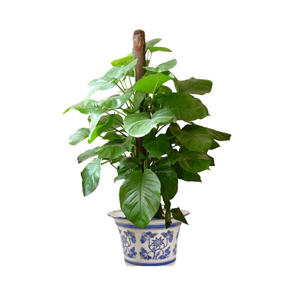 绿萝咋养长得旺而不出条,绿萝怎么养才能更旺盛不会长芽