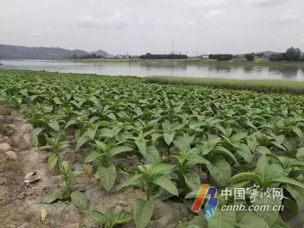 最近宁波假烟案件,浙江抓捕假烟头条新闻