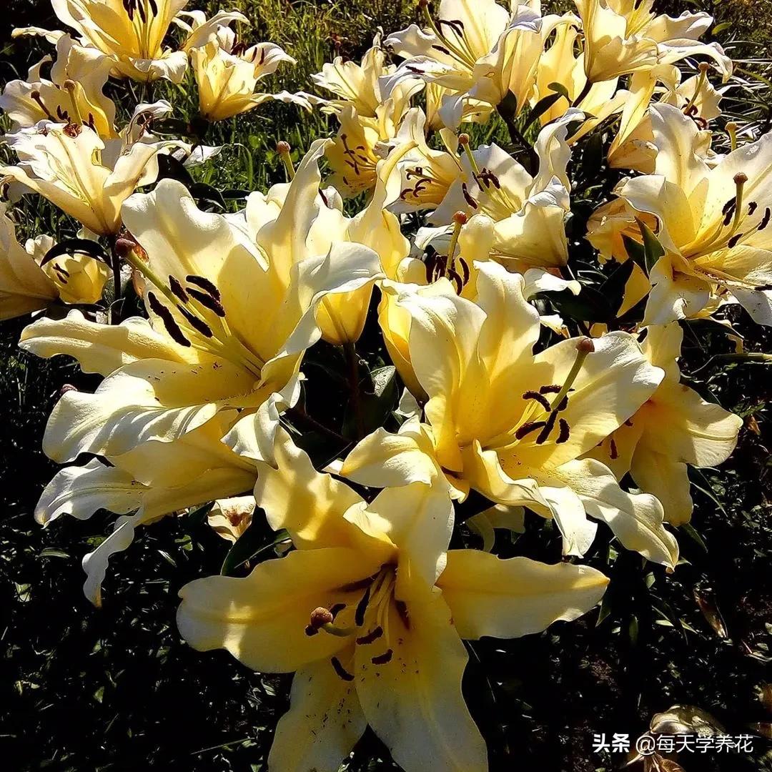 百合虫害的防治方法,百合病虫防治和管理