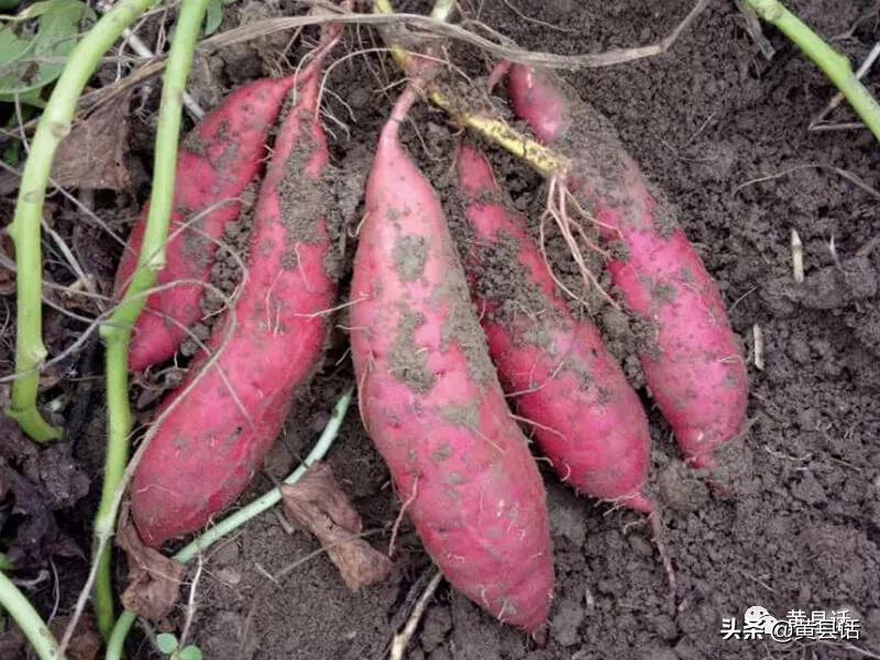 地瓜干酒属于什么档次,地瓜干酒好喝吗真实测评