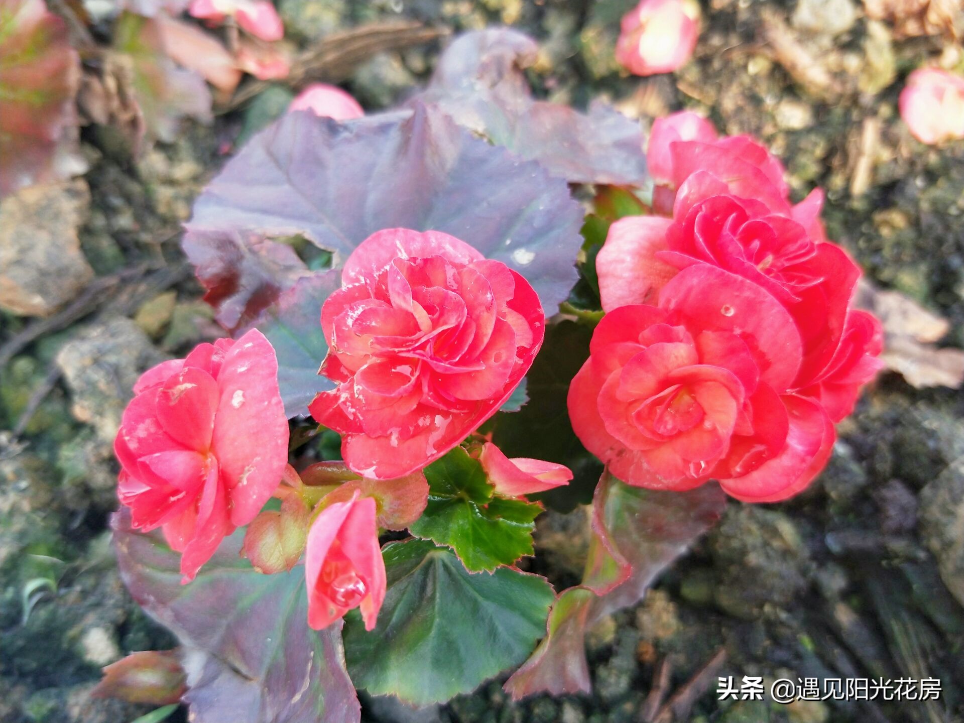 丽格海棠根烂怎样补救,丽格海棠为啥不浇水也烂