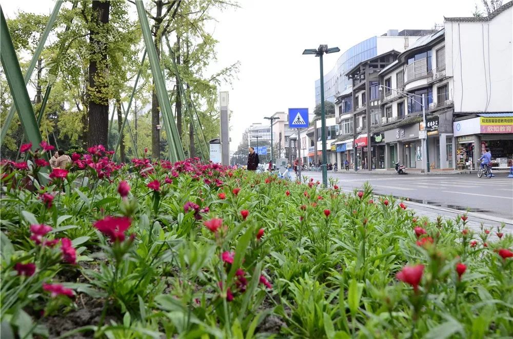 美了美了!涉及双流四个街区,34条街道!在你家附近吗?