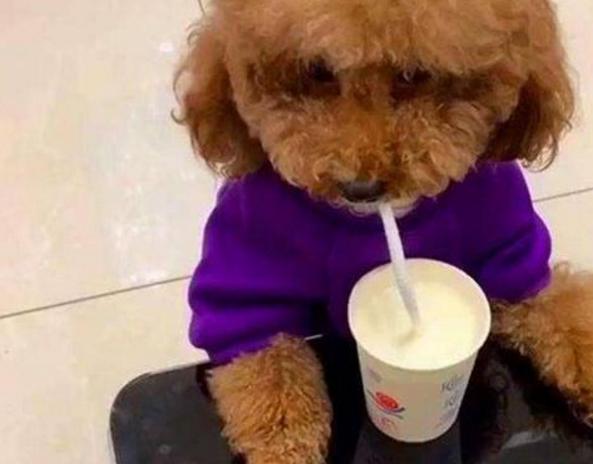 泰迪幼犬换牙注意事项,泰迪犬换牙吃硬狗粮能咬动吗