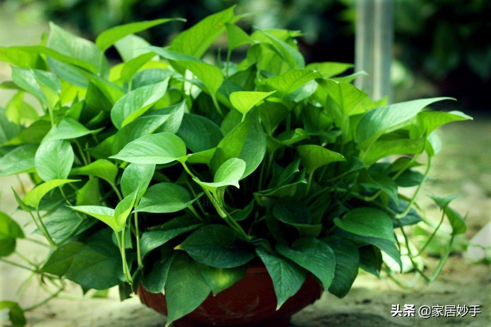 绿萝开始有黄叶了怎么处理,绿萝黄叶的原因和解决方法