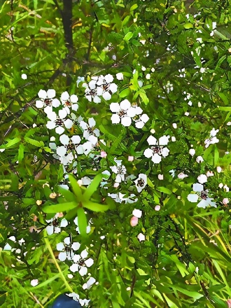 新西兰麦卢卡蜂蜜多少钱一瓶,新西兰麦卢卡蜂蜜为啥特别贵