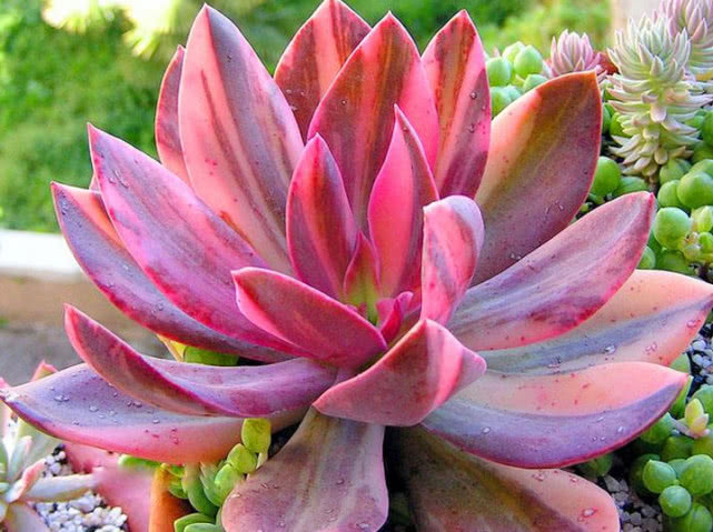 美杏锦多肉的养殖方法和注意事项,多肉怎么才能快速出锦