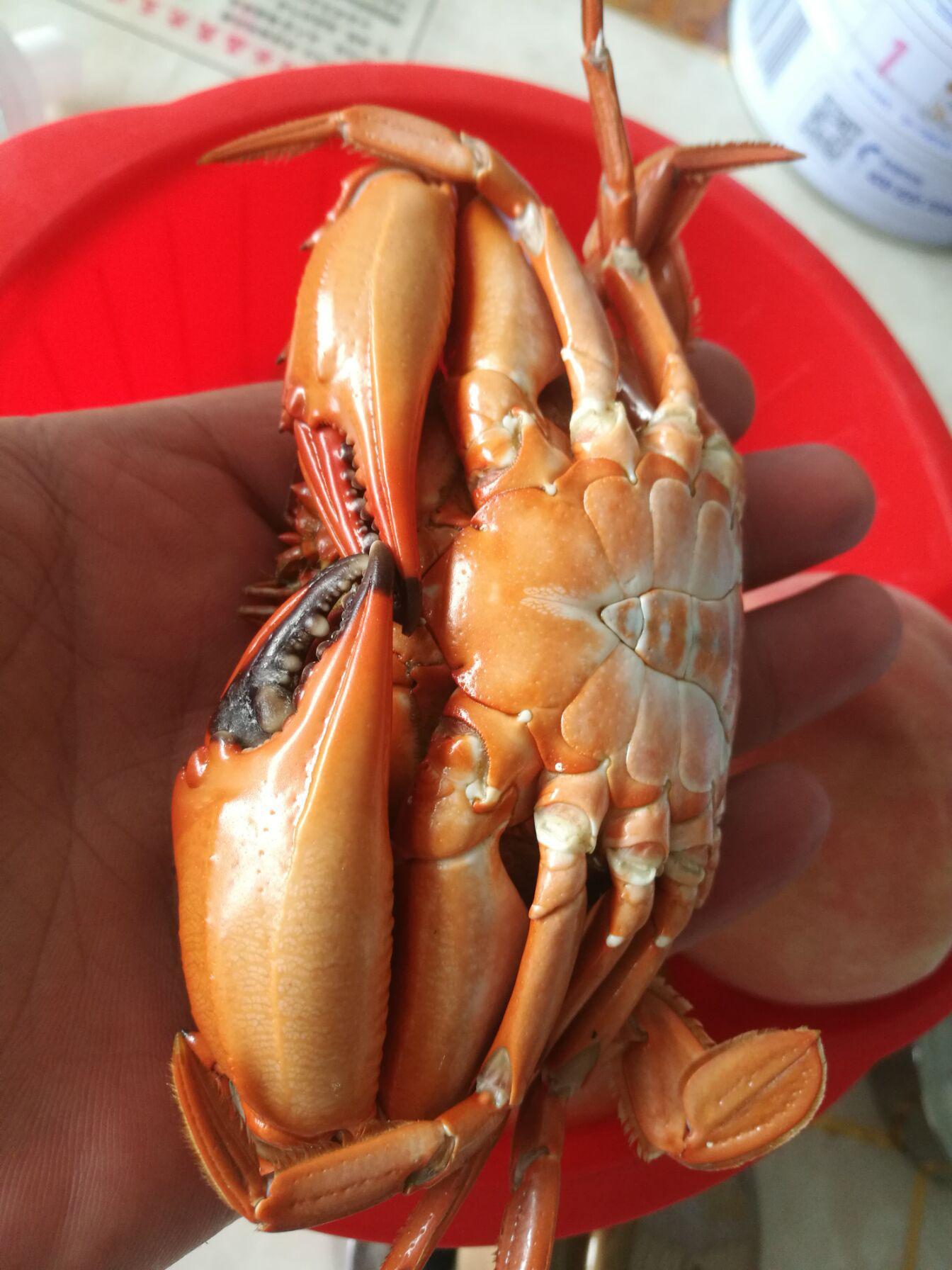 最新潍坊北海赶海抓螃蟹最佳位置,潍坊北海抓螃蟹