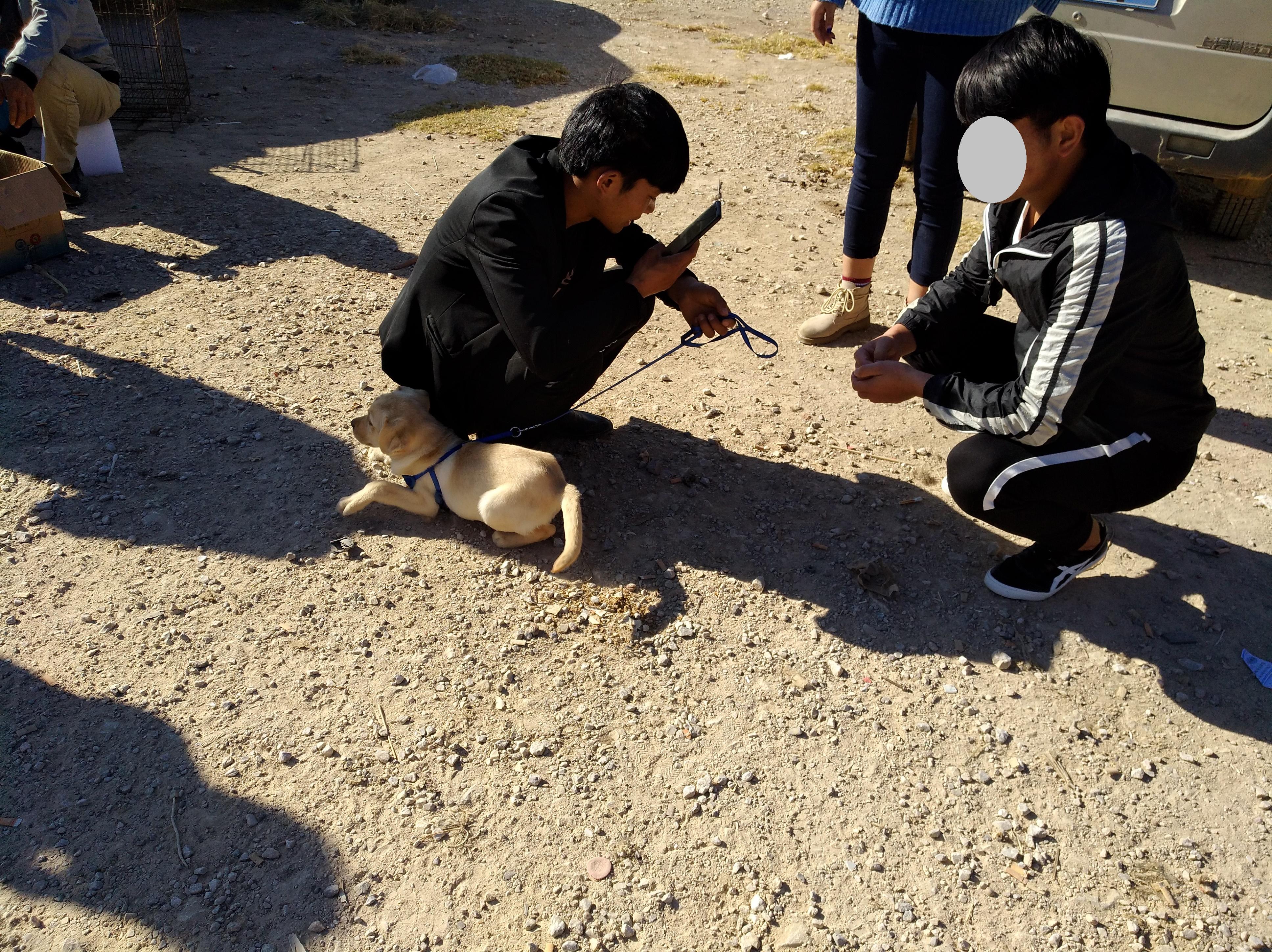 70斤拉布拉多卖给狗贩子多少钱 (买了只拉布拉多1000块钱)