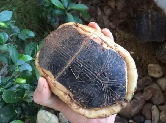 黄缘龟喜欢的植物,黄缘龟有灵性吗