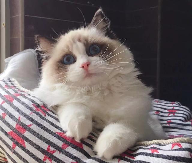 猫咪结膜炎猫鼻支会传染人吗,猫咪得了结膜炎不爱活动没精神