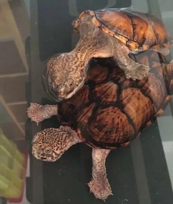 蛋龟混养推荐什么品种,蛋龟和泥龟一共有多少种品种