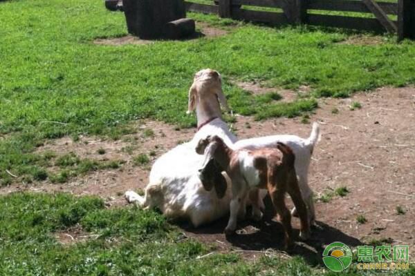 山羊下崽后胎衣下不下来怎么办,山羊不下胎衣会什么结果