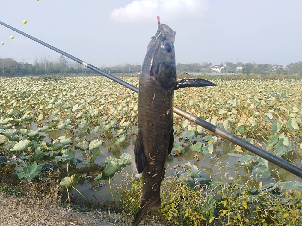 野钓挂蚯蚓没有鱼口怎么办,蚯蚓钓鱼鱼怎么不上钩