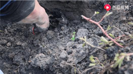 西瓜视频赶海活动,西瓜视频赶海