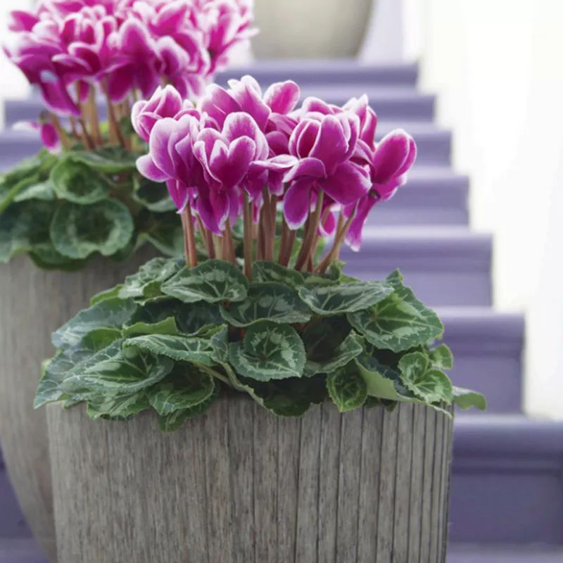 过年家里必摆的九道菜,过年家里摆的喜庆的物件