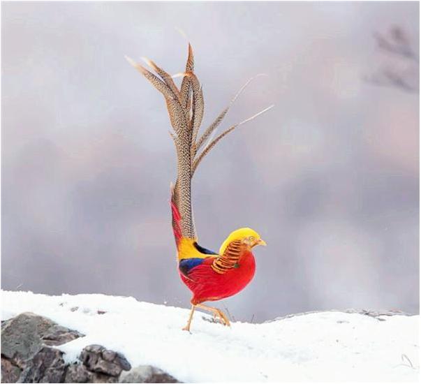 山西大爷山中发现金凤凰,山西老人养金凤凰第三集