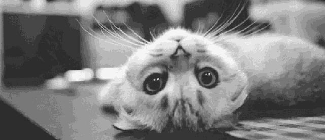 拜奥高犬猫三联抗体检测怎么看,猫咪打完猫三联后要检测抗体吗