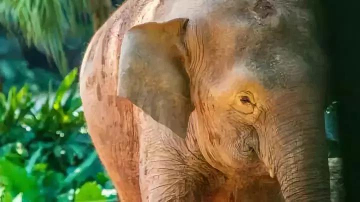 广州长隆和珠海长隆游玩攻略,一家三口广州长隆旅游攻略