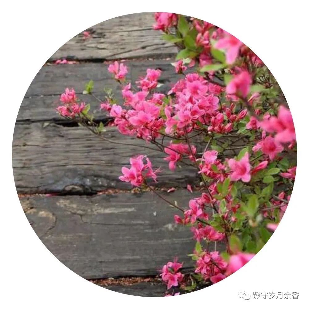 情满龟峰·诗涌花海