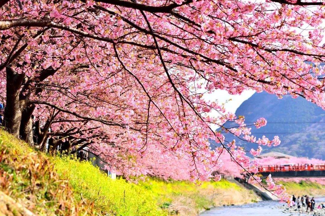 又是谷雨尝鲜季又到椿芽飘香时,谷雨习俗赏花喝茶吃香椿