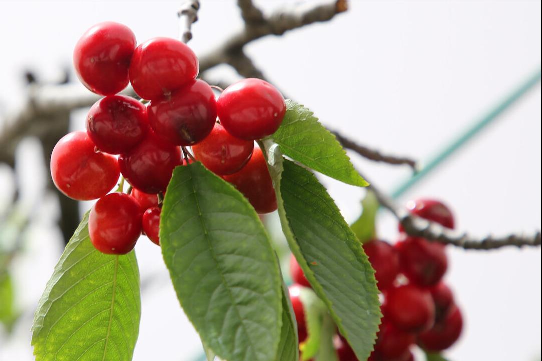 美早大樱桃可以冒充车厘子吗,冒充车厘子的樱桃