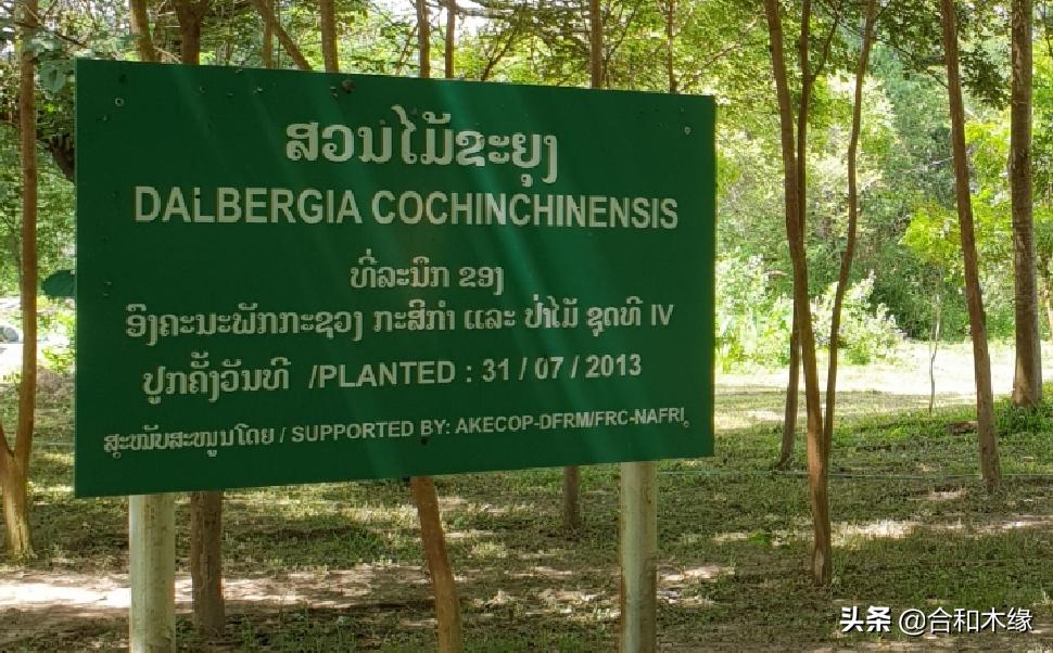 老红木酸枝和交趾黄檀有什么区别,大红酸枝交趾黄檀原木色