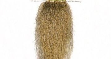 雪松味道有点呛鼻子,雪松味道好不好闻