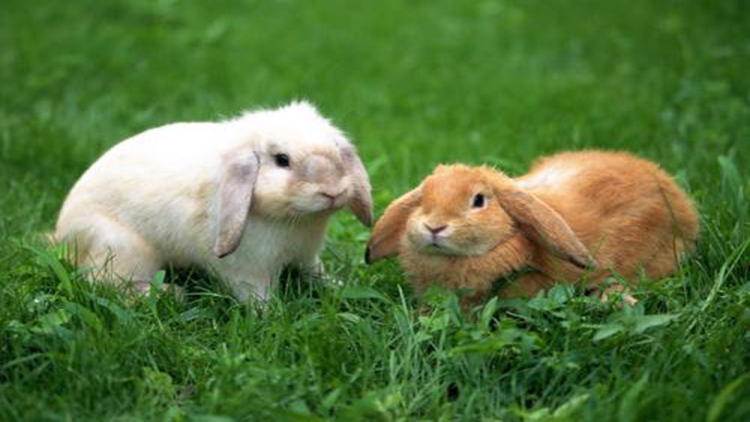 最全5种金属探测仪,小兔子探测仪