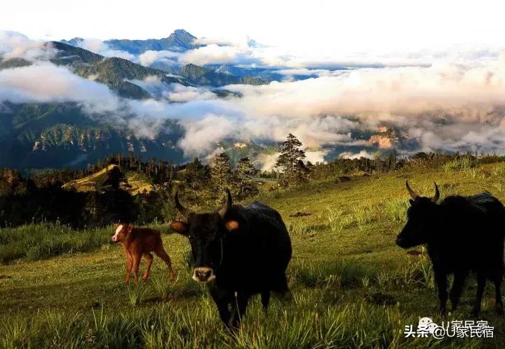 民宿不止一种模样，帐篷民宿酒店了解一下？