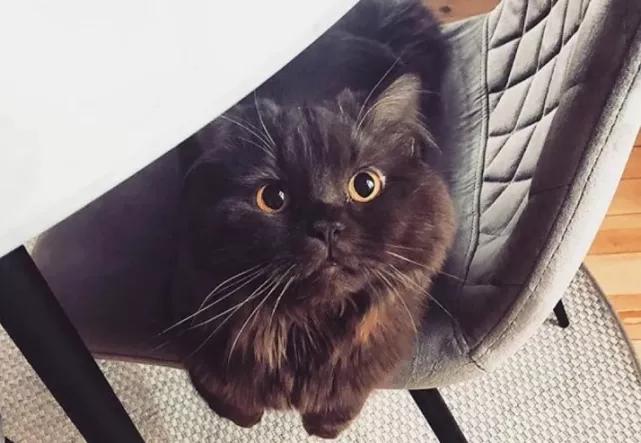 收养的猫特别像自己,领养的猫看着怎么像哈士奇呀