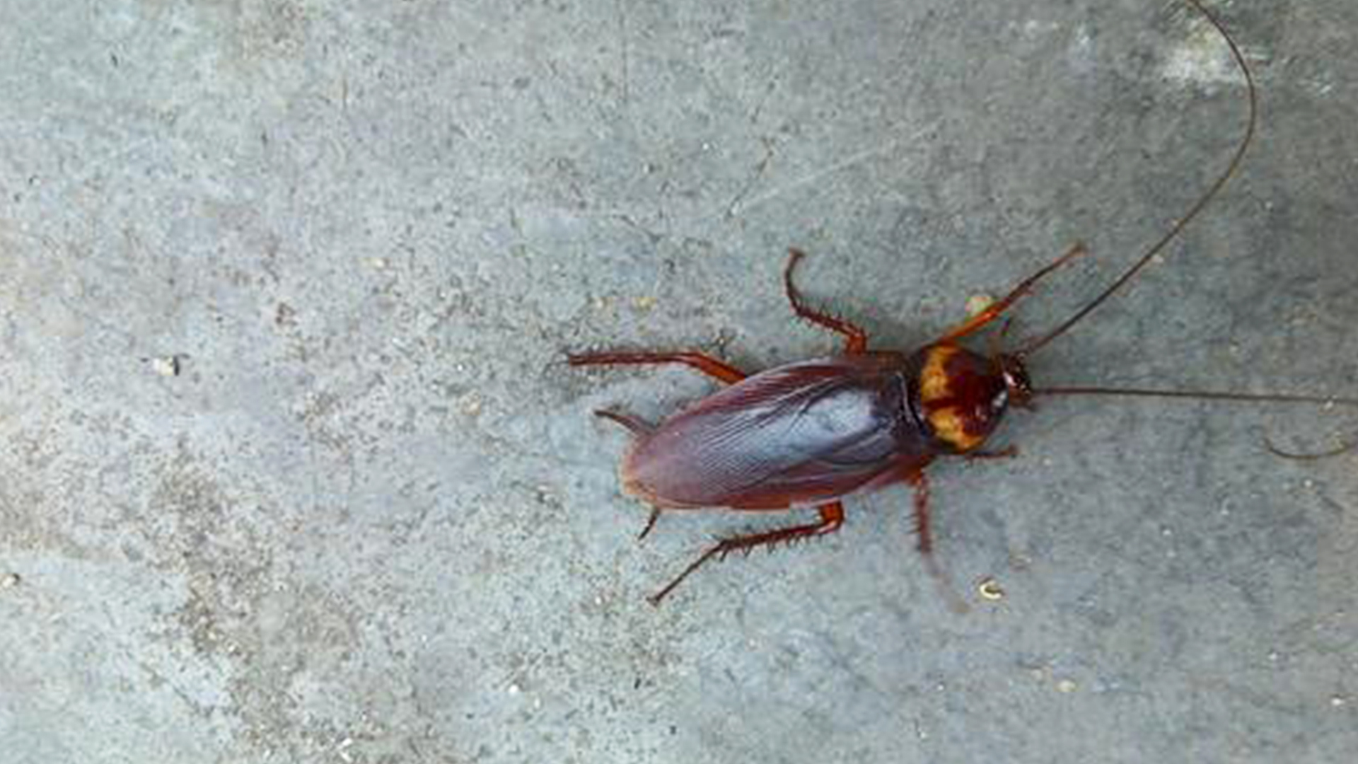 蜗牛智商高的动物,盘点动物世界最慢的动物蜗牛