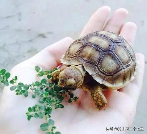 大乌龟咬小乌龟解决办法,钥匙突然被乌龟咬到不松手怎么办